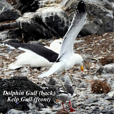 Dolphin Gull and Kelp Gull